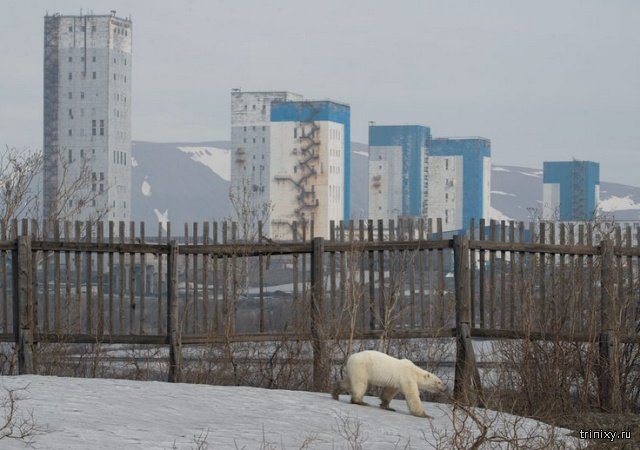 Истощенный белый медведь пришел погостить в Норильск. Людей не боится, гуляет среди машин и копается в мусоре Истощенный белый медведь пришел погостить в Норильск. Людей не боится, гуляет среди машин и копается в мусоре