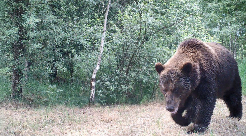 Животный мир в зоне отчуждения Чернобыля Животный мир в зоне отчуждения Чернобыля