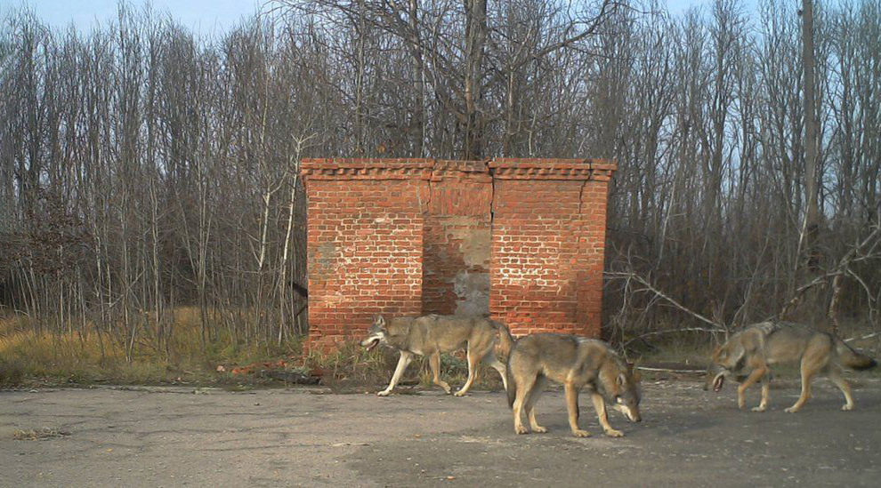 Животный мир в зоне отчуждения Чернобыля Животный мир в зоне отчуждения Чернобыля