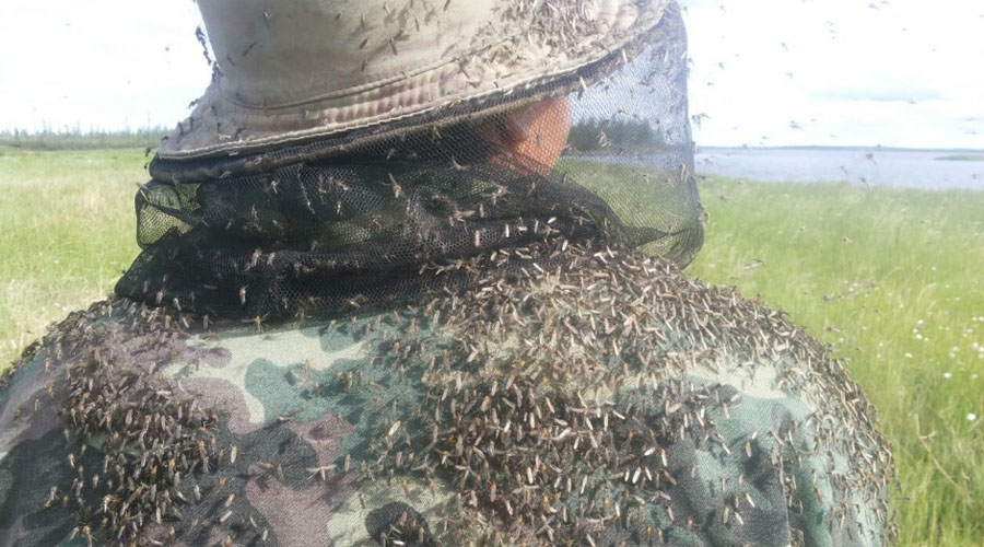 Почему комары кусают только избранных Почему комары кусают только избранных