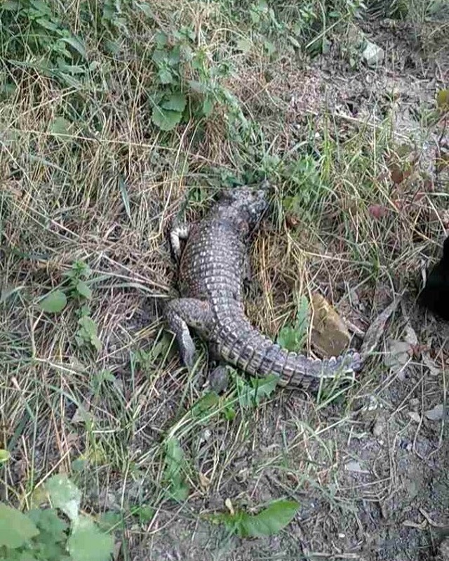 В Симферополе снова нашли крокодила. На этот раз возле школы В Симферополе снова нашли крокодила. На этот раз возле школы