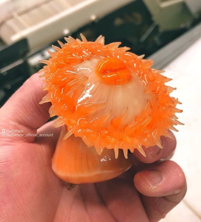 Чудища морских глубин