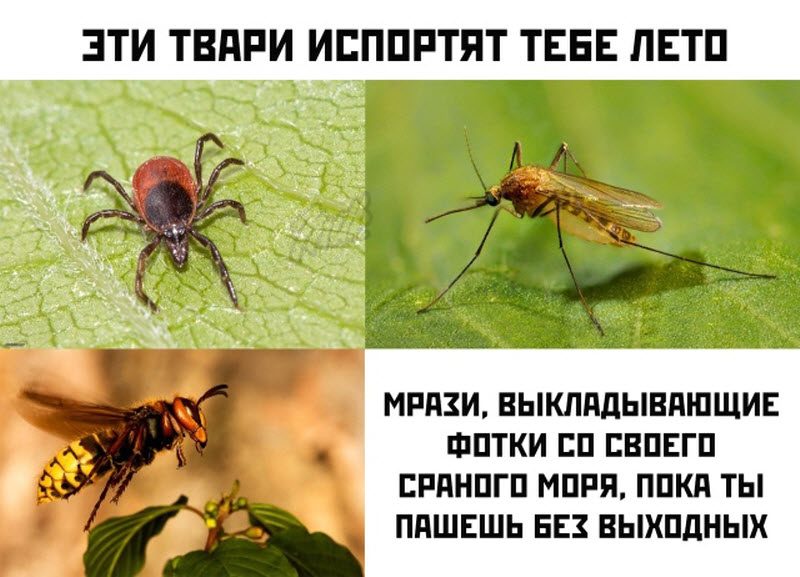 Прикольные картинки