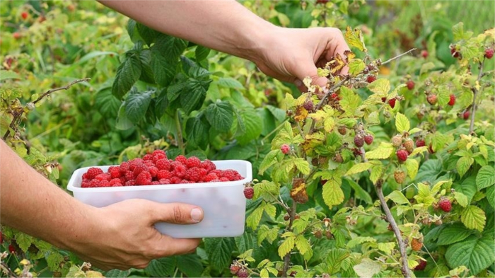 Фрукты и ягоды, от употребления которых можно незаметно набрать лишний вес Фрукты и ягоды, от употребления которых можно незаметно набрать лишний вес