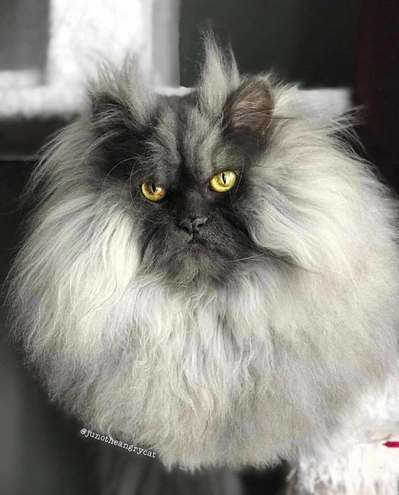 Кота Джуно, отменная шевелюра и вечно недовольная харя