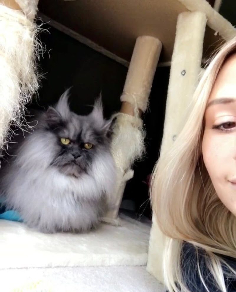 Кота Джуно, отменная шевелюра и вечно недовольная харя