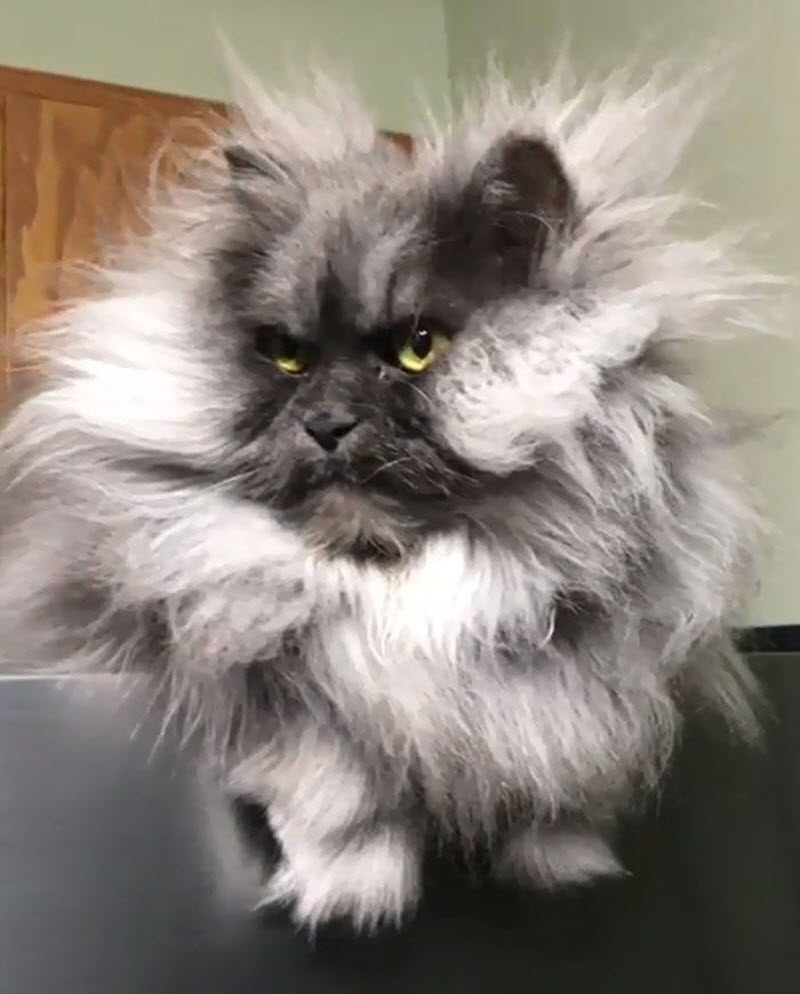 Кота Джуно, отменная шевелюра и вечно недовольная харя