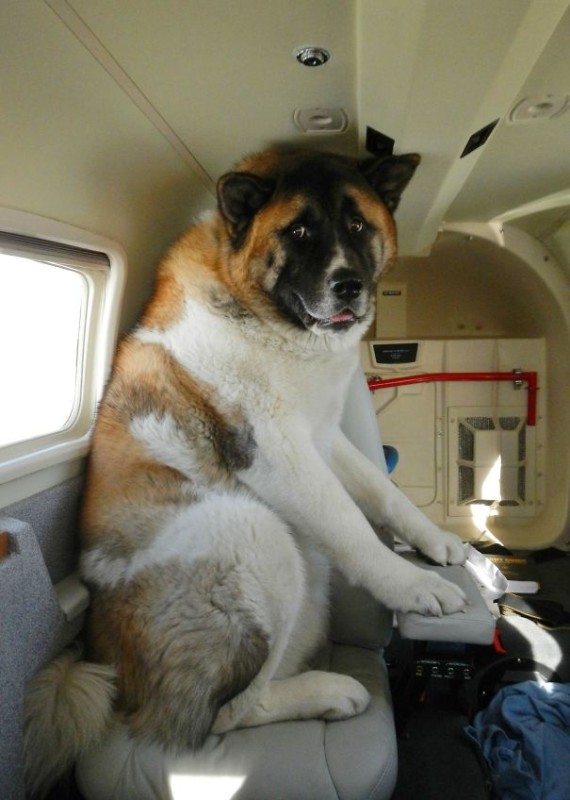Кадры необычных соседей в самолете Кадры необычных соседей в самолете