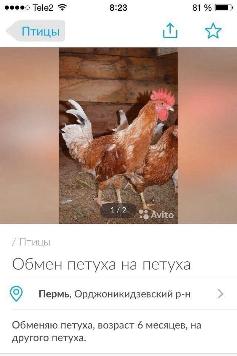 Убойные объявления с Авито