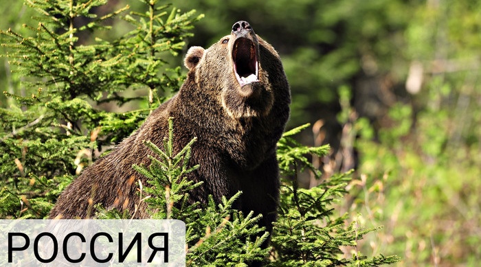 Сделано в Китае