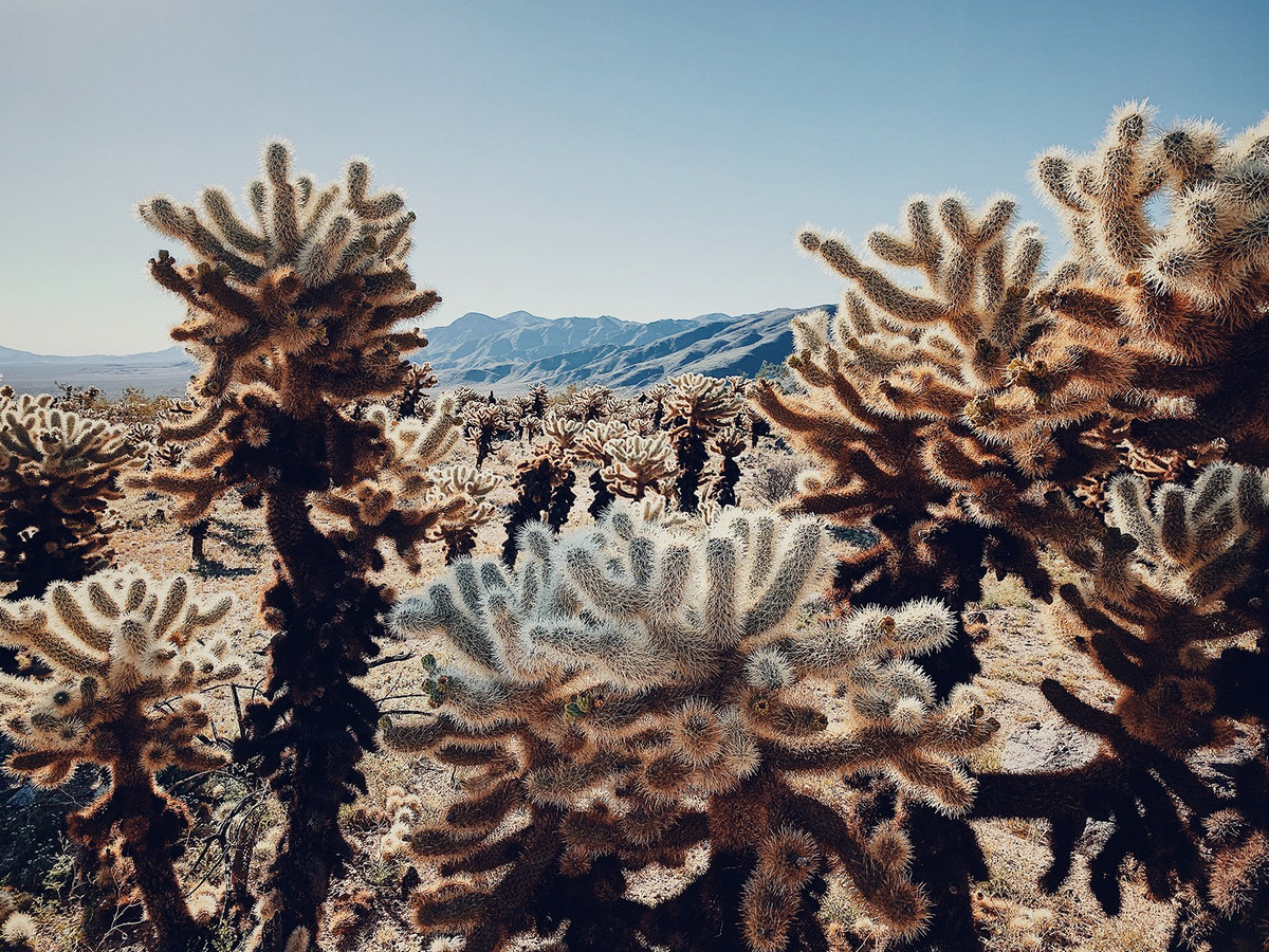 Победители конкурса мобильной фотографии iPhone Photography Awards 2019 Победители конкурса мобильной фотографии iPhone Photography Awards 2019