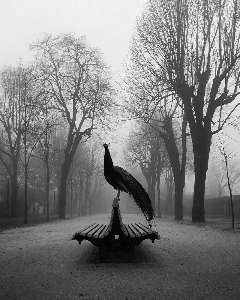 Победители конкурса мобильной фотографии iPhone Photography Awards 2019 Победители конкурса мобильной фотографии iPhone Photography Awards 2019