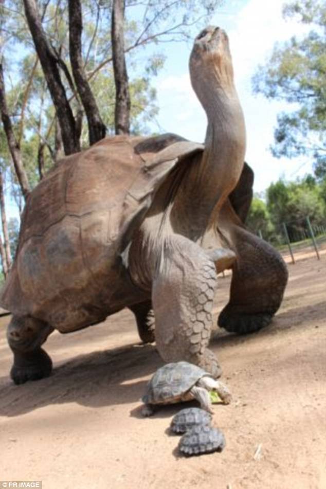 В Австралии серийный убийца 7 лет скрывался в зоопарке, воруя фрукты у животных В Австралии серийный убийца 7 лет скрывался в зоопарке, воруя фрукты у животных