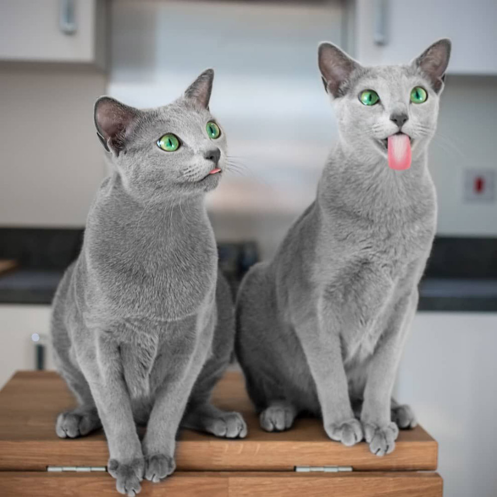Русская голубая кошка Русская голубая кошка
