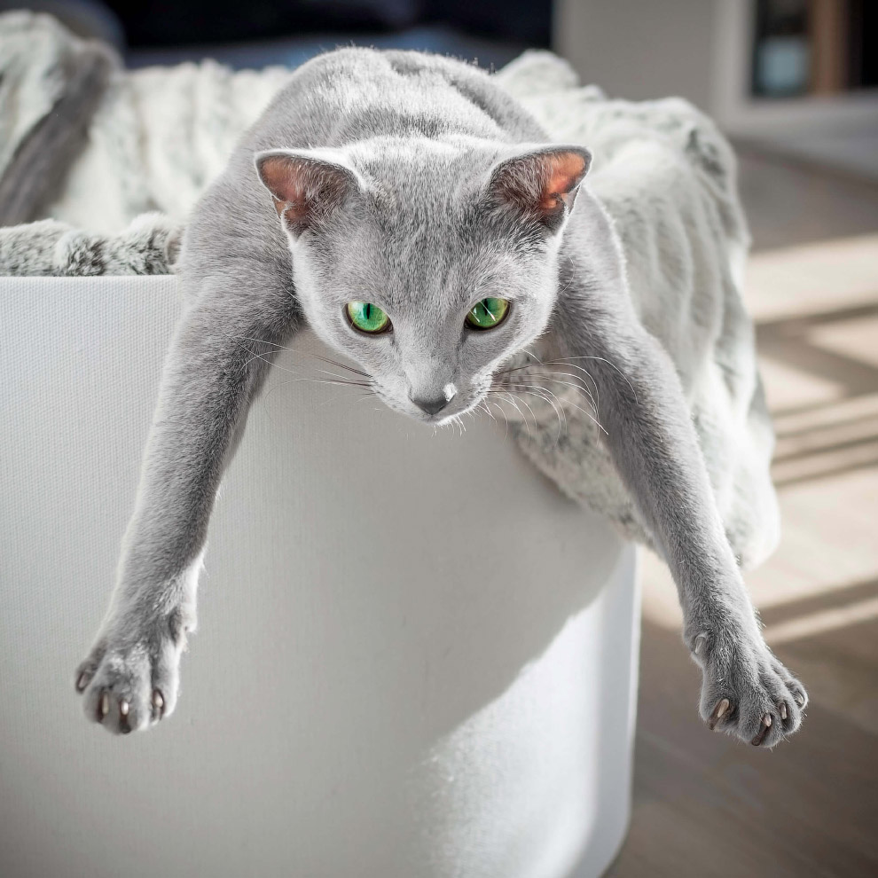 Русская голубая кошка Русская голубая кошка