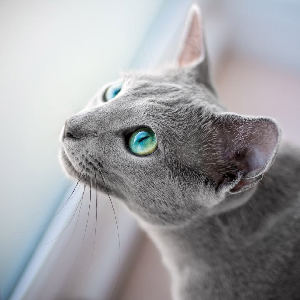 Русская голубая кошка Русская голубая кошка