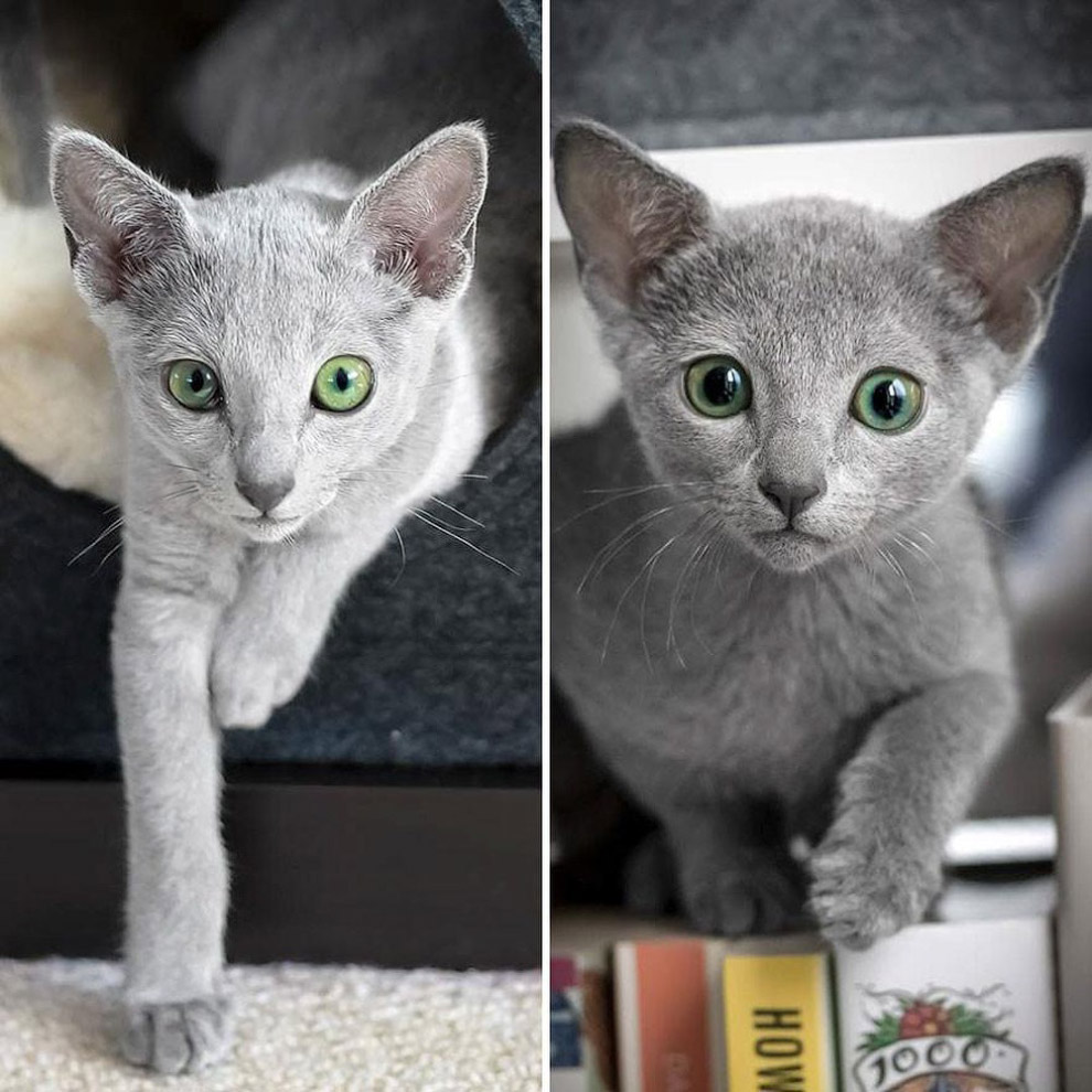 Русская голубая кошка Русская голубая кошка