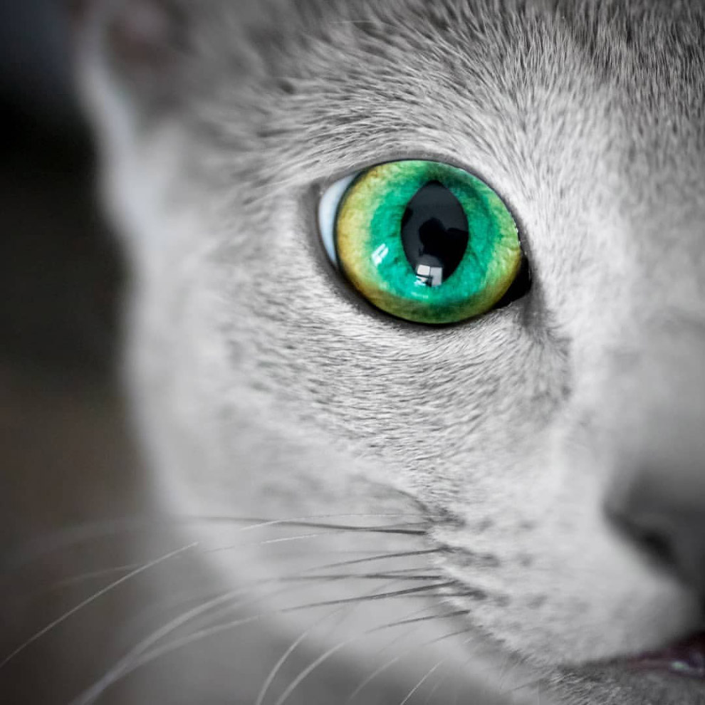 Русская голубая кошка Русская голубая кошка