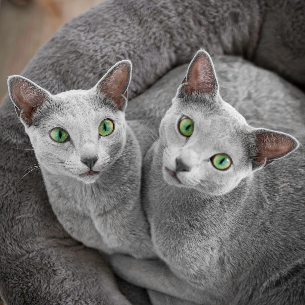 Русская голубая кошка Русская голубая кошка