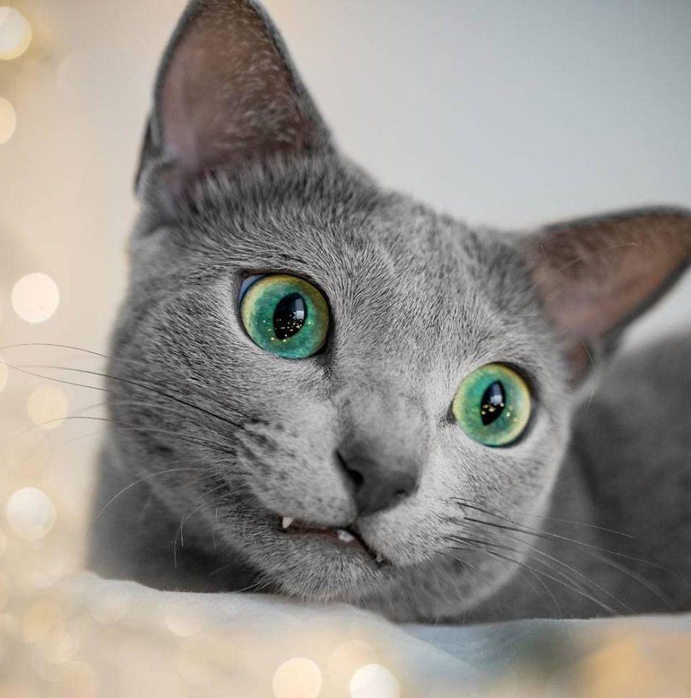 Русская голубая кошка Русская голубая кошка
