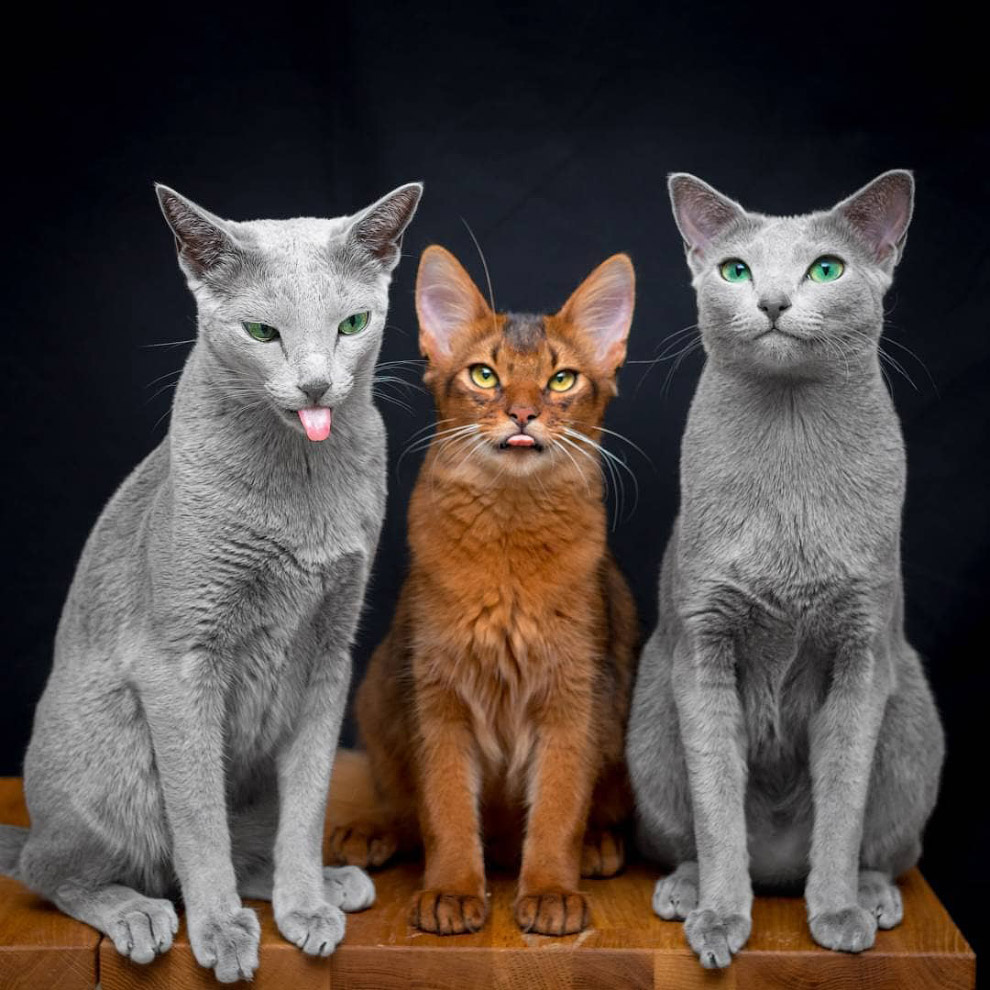 Русская голубая кошка Русская голубая кошка