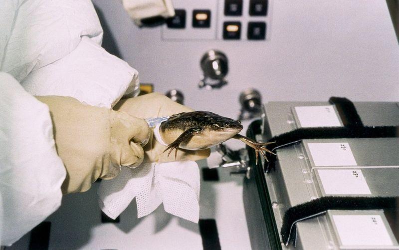 История освоения космоса братьями нашими меньшими История освоения космоса братьями нашими меньшими