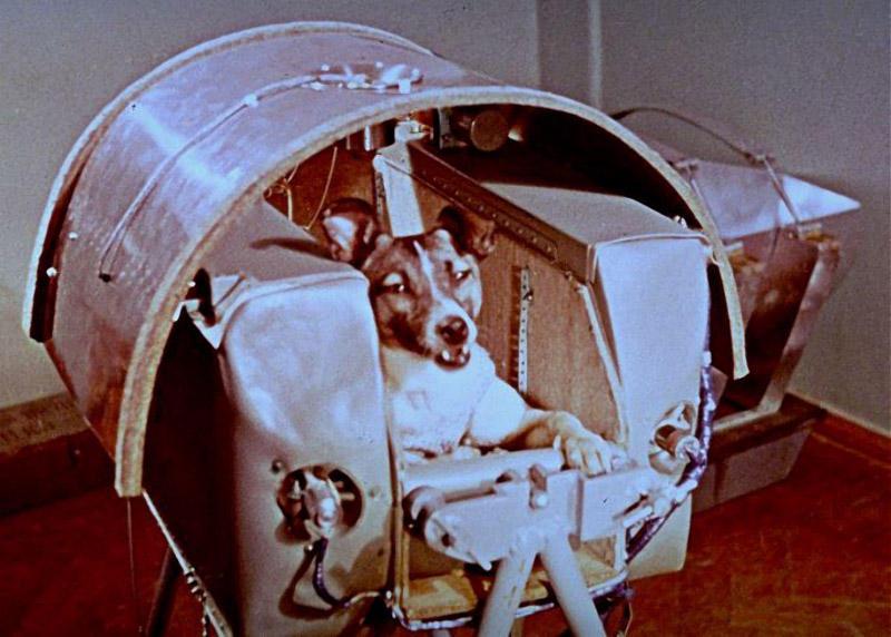 История освоения космоса братьями нашими меньшими История освоения космоса братьями нашими меньшими