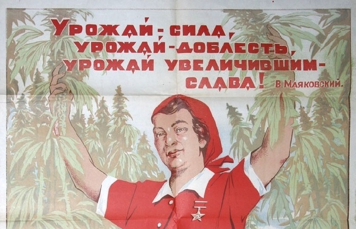 История выращивания конопли в Советском Союзе История выращивания конопли в Советском Союзе