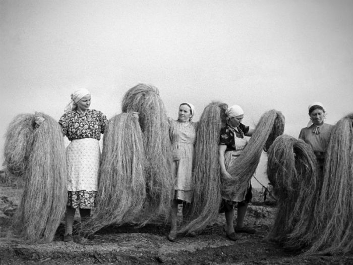 История выращивания конопли в Советском Союзе История выращивания конопли в Советском Союзе