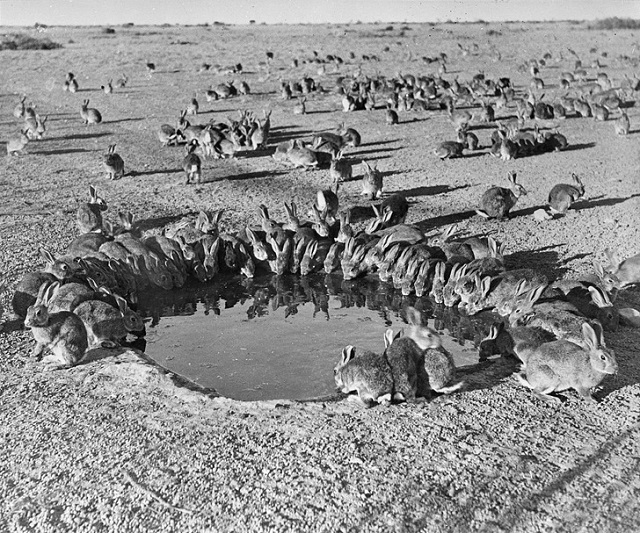 Подборка редких исторических фотографий Подборка редких исторических фотографий