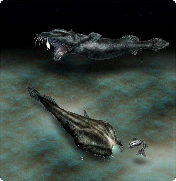 Странное существо морских глубин Странное существо морских глубин