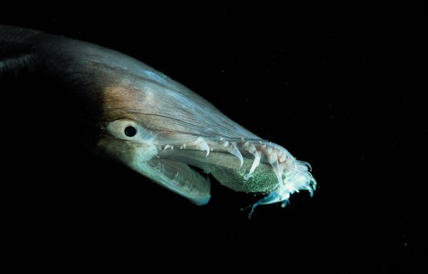 Странное существо морских глубин Странное существо морских глубин