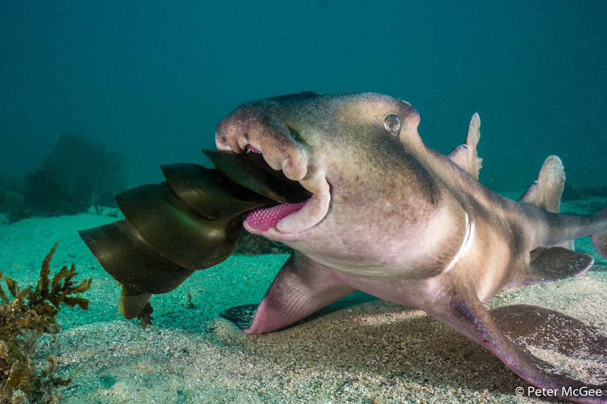 Победители Australian Geographic Nature Photographer of the Year 2019 Победители Australian Geographic Nature Photographer of the Year 2019