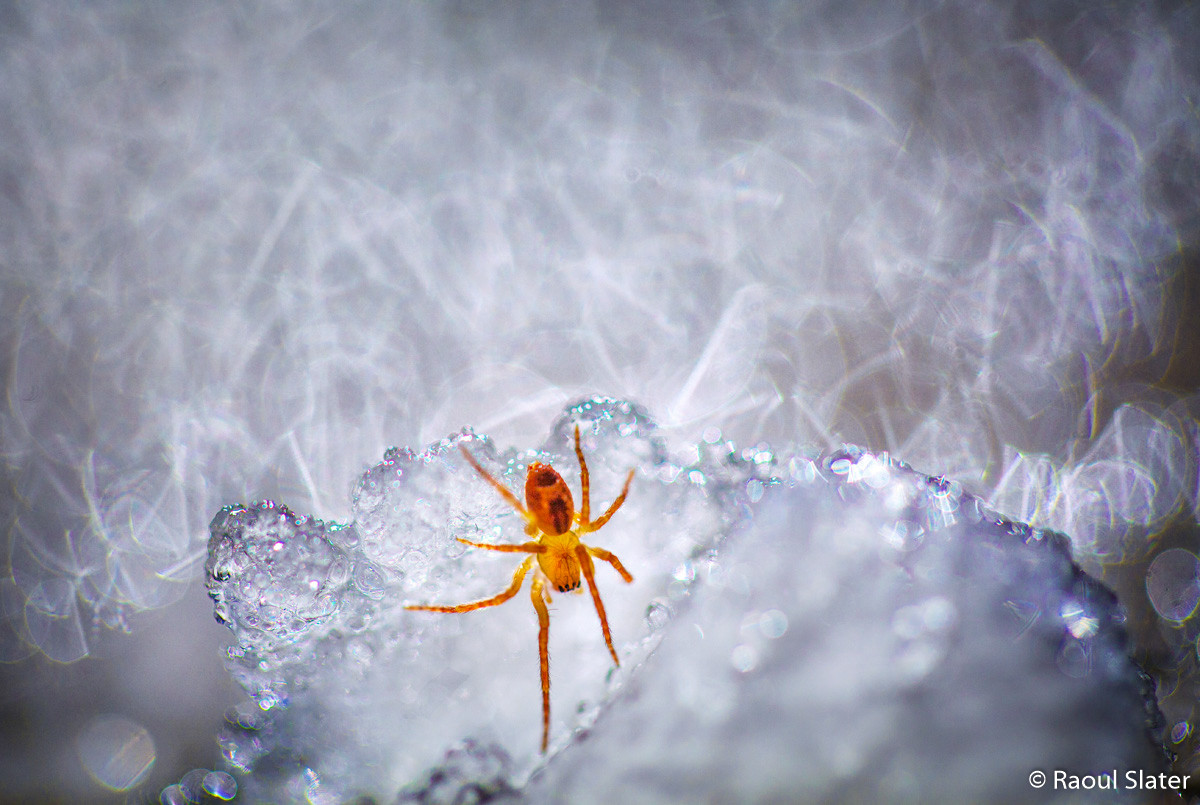 Победители Australian Geographic Nature Photographer of the Year 2019 Победители Australian Geographic Nature Photographer of the Year 2019