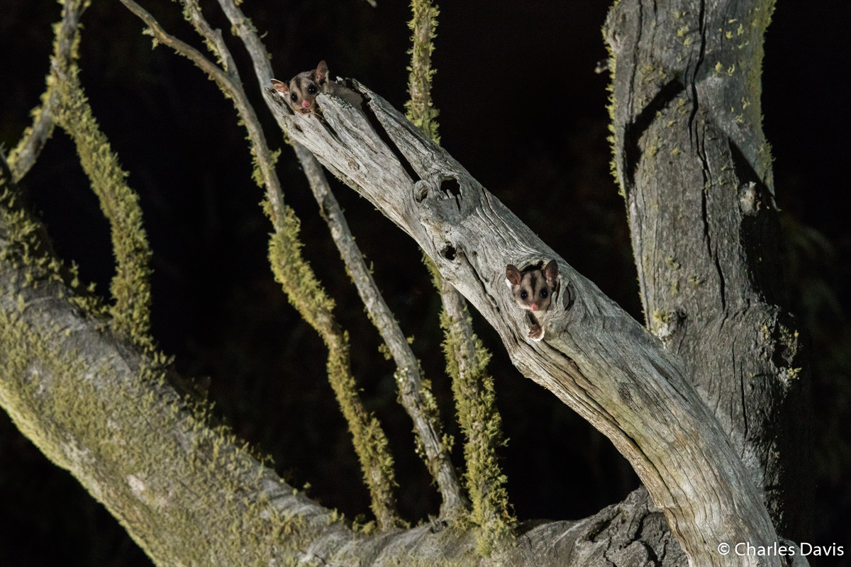 Победители Australian Geographic Nature Photographer of the Year 2019 Победители Australian Geographic Nature Photographer of the Year 2019