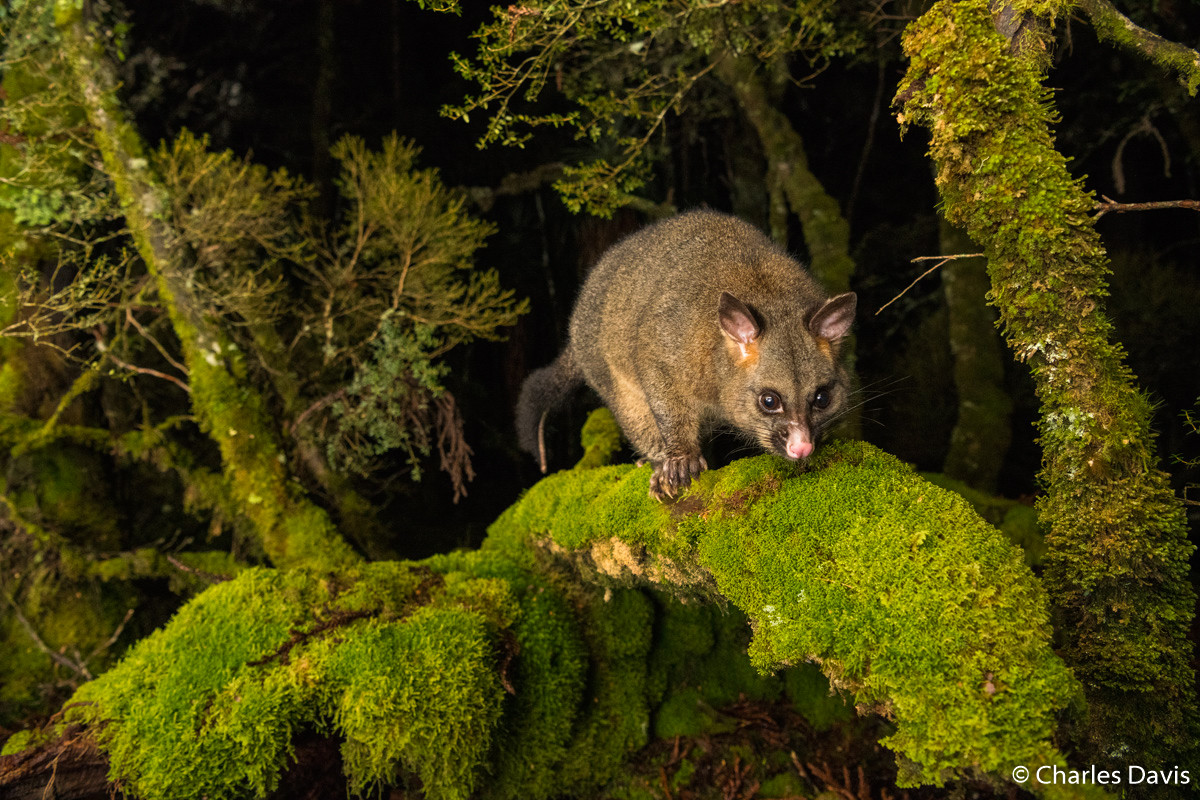 Победители Australian Geographic Nature Photographer of the Year 2019 Победители Australian Geographic Nature Photographer of the Year 2019
