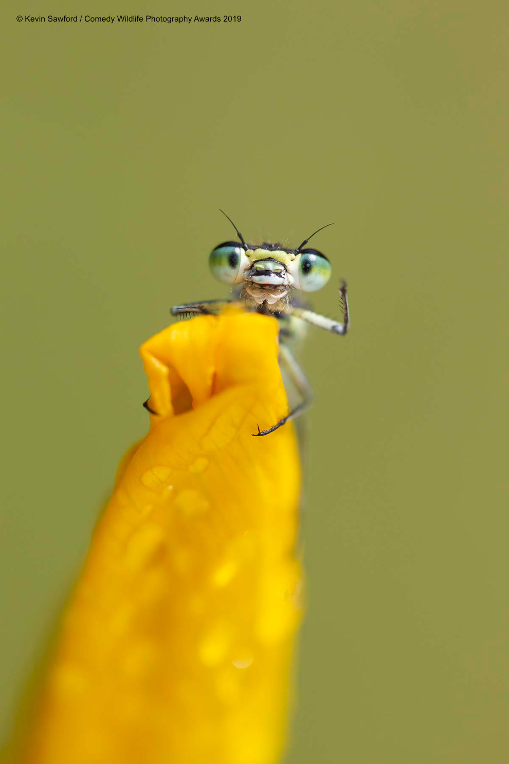 Фотографии финалистов Comedy Wildlife Photography Awards 2019