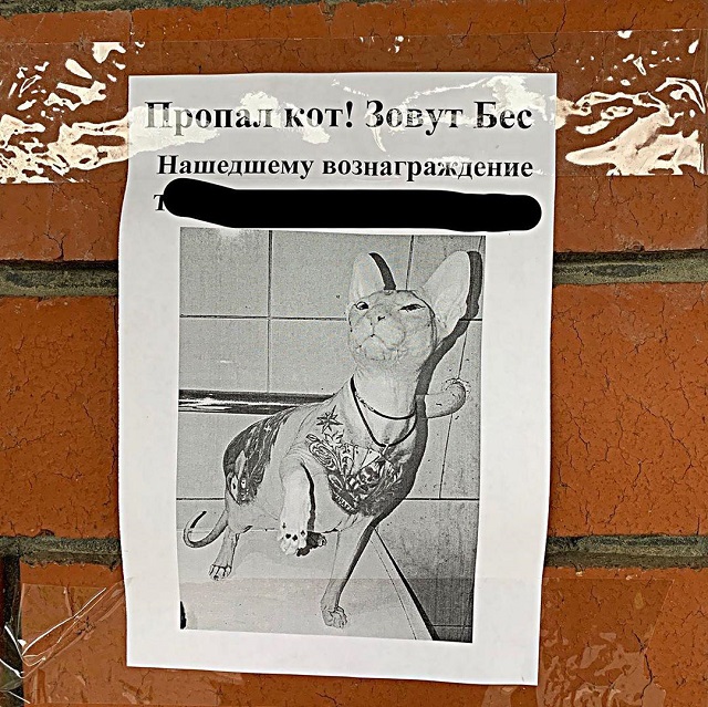 Внимание: потерялся кот-сфинкс по кличке Бес Внимание: потерялся кот-сфинкс по кличке Бес