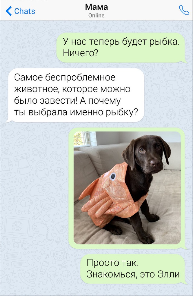Забавные переписки с родителями Забавные переписки с родителями