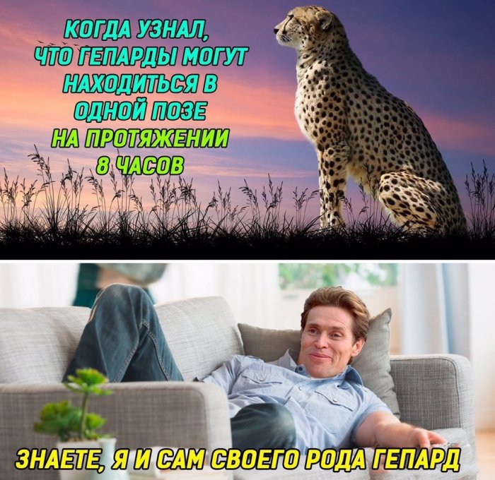 Забавные картинки