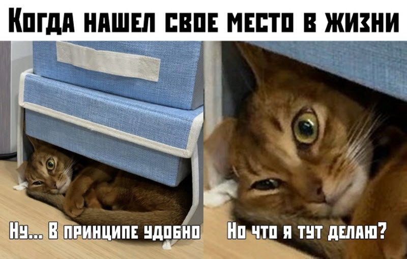 Прикольные картинки