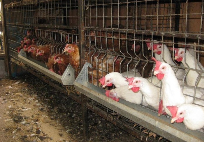 Неизвестные факты об обычных продуктах Неизвестные факты об обычных продуктах