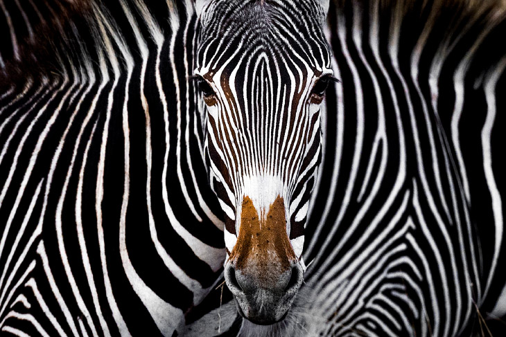 Лучшие фотографии с конкурса Nature Conservancy Лучшие фотографии с конкурса Nature Conservancy