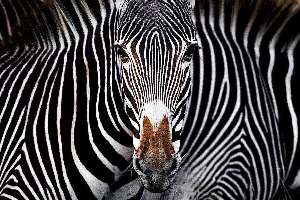 Лучшие фотографии с конкурса Nature Conservancy Лучшие фотографии с конкурса Nature Conservancy