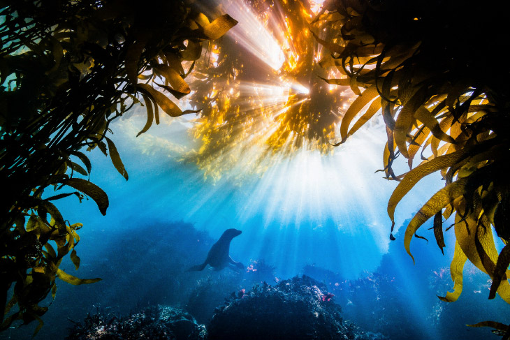 Лучшие фотографии с конкурса Nature Conservancy Лучшие фотографии с конкурса Nature Conservancy