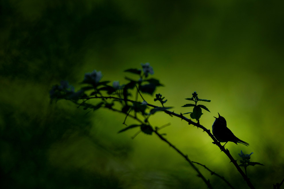 Лучшие фотографии с конкурса Nature Conservancy Лучшие фотографии с конкурса Nature Conservancy