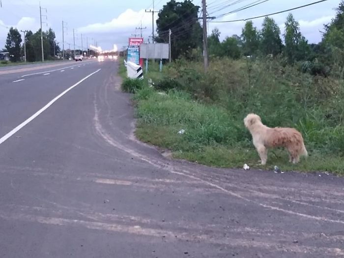 Забытая собака 4 года ждала хозяев на одном и том же месте. И у этой истории неожиданный финал