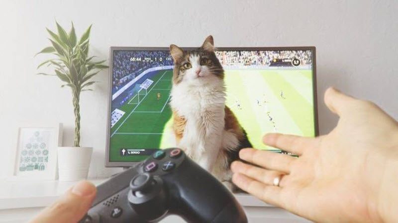 Прикольные картинки