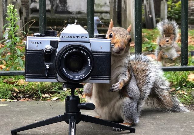 Белки-фотографы из Лондона
