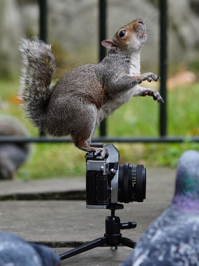 Белки-фотографы из Лондона